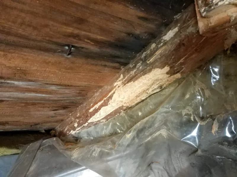 Jak pozbyć się korników z drewnianego domu i uratować drewniane elementy